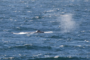 Humpback whale blowing, Old Head Kinsale, Cork 10/07/08 Ronan Mc Laughlan, L.E. Aishling